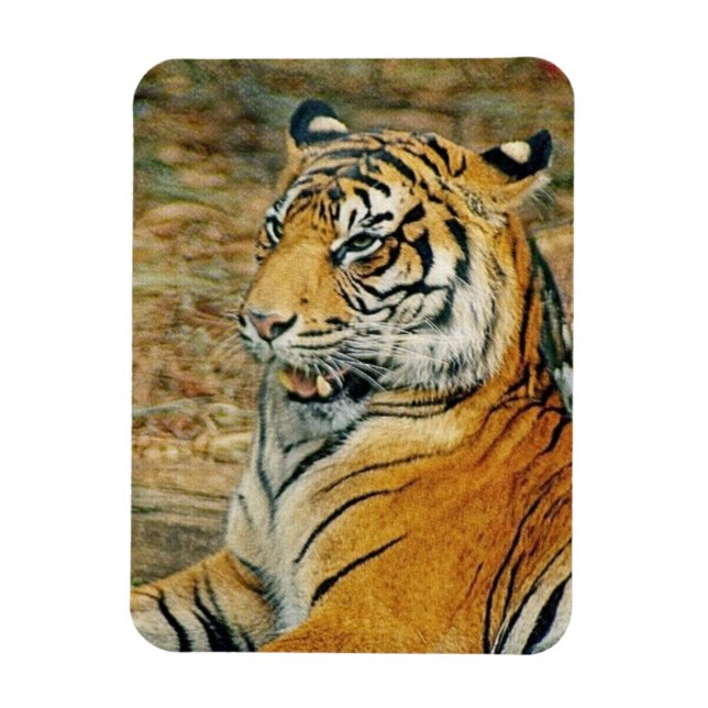 Ímã Tigre (Vertical)