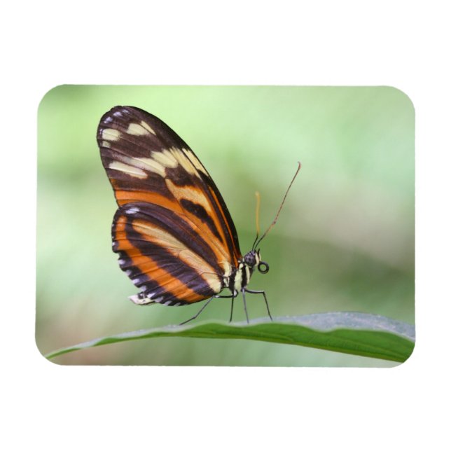 Ímã Tigre (Horizontal)