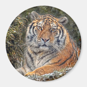 Imã Tigre 3" real ímã