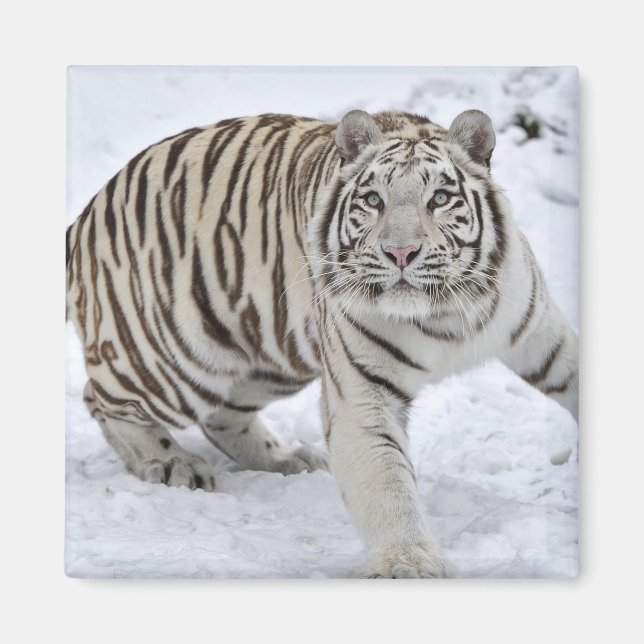 Imã Tigre Branco (Frente)