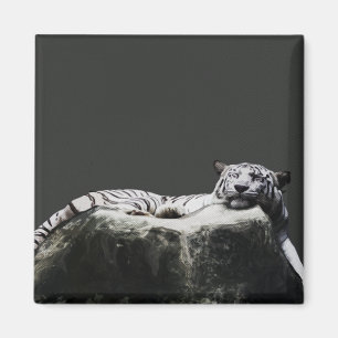 Imã Tigre branco da neve - sono do gato grande