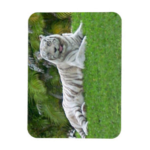 Ímã Tigre Branco Descansando em Prado Verde Brilhante
