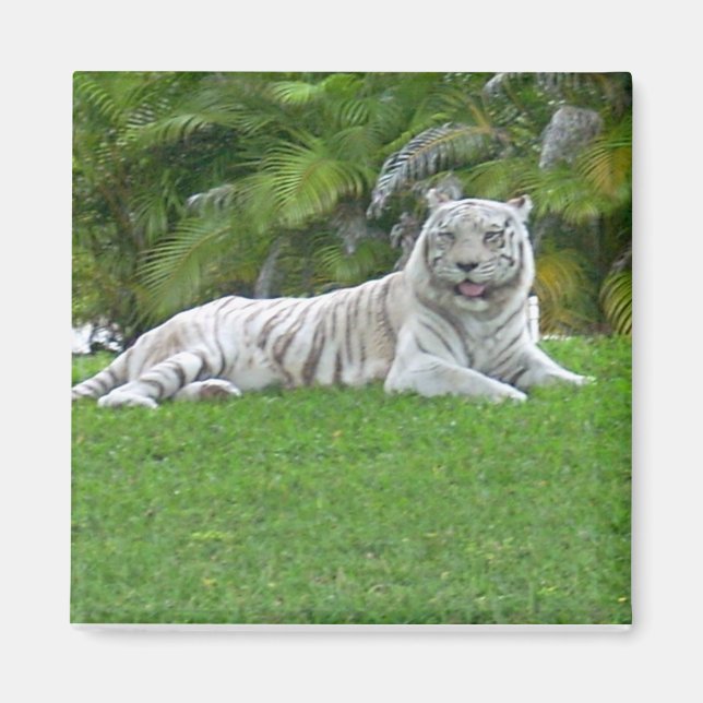 Imã Tigre Branco Descansando na Relva Verde Iluminada  (Frente)