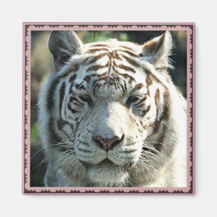 Imã Tigre Branco Enquadrado