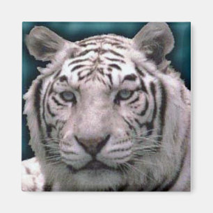 Imã Tigre branco, ímã