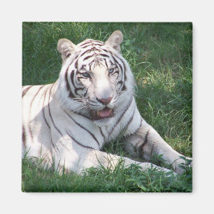 Imã Tigre branco na imagem vertical do quadro da grama