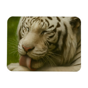 Ímã Tigre Branco no Ritual de Alinhamento Privado