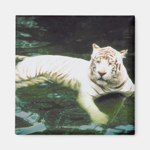 Imã Tigre branco que nada pacificamente