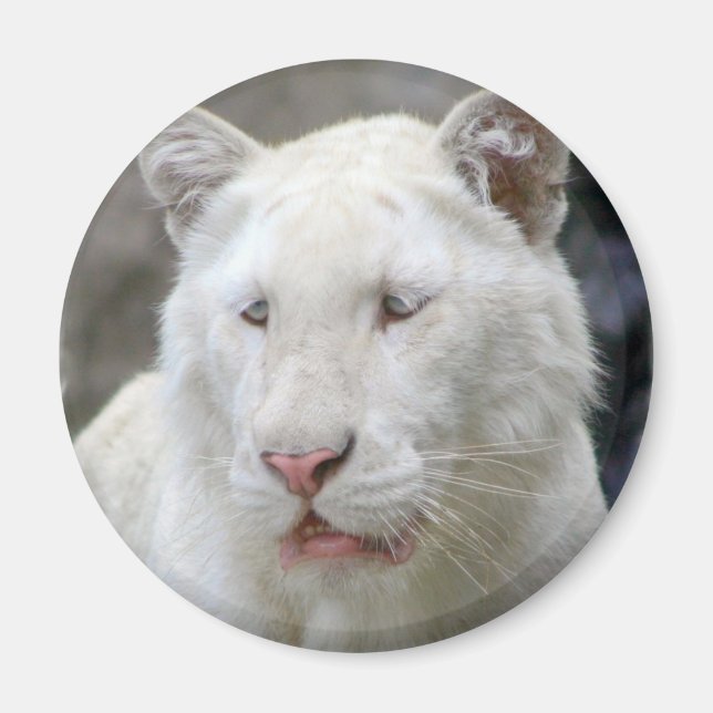 Imã Tigre branco raro (Frente)