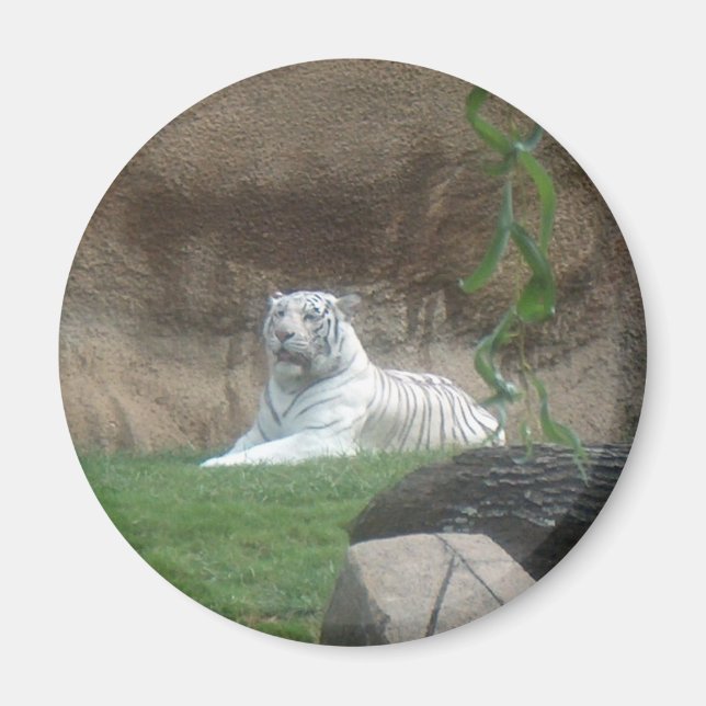 Imã Tigre Branco Relaxando (Frente)