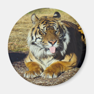 Imã Tigre com um ímã do tude do `
