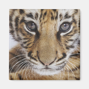 Imã Tigre Cub