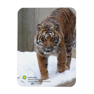 Ímã Tigre Damai de Smithsonian Sumatran