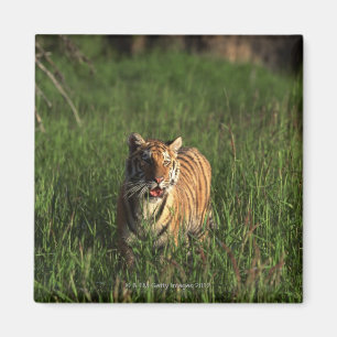 Imã Tigre de Bengal