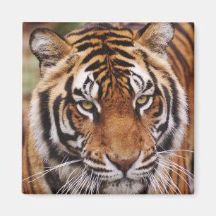 Imã Tigre de Bengal, Panthera tigris