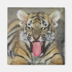 Imã Tigre de Bengal que boceja