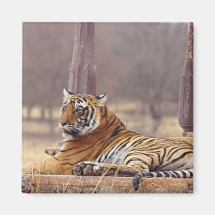 Imã Tigre de Bengal real no ceaph,