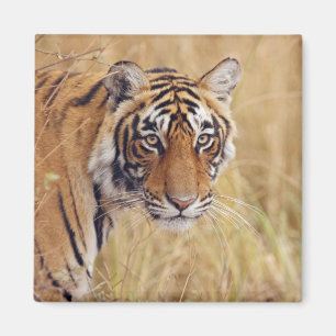 Imã Tigre-de-bengala