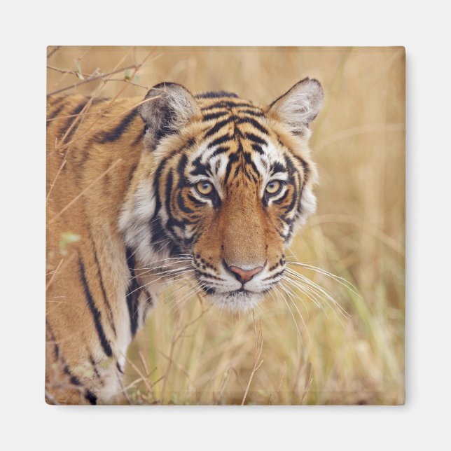 Imã Tigre-de-bengala (Frente)