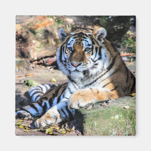 Imã Tigre-de-bengala Descansando sobre Rocha Musgosa