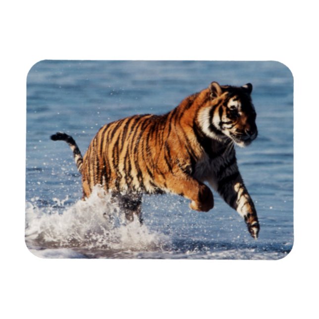 Ímã Tigre-de-bengala (Panthera Tigris) (Horizontal)