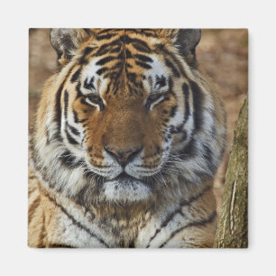 Imã Tigre-de-bengala, Panthera tigris, Louisville Zoo,