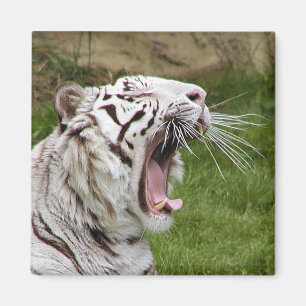 Imã tigre de bocejo