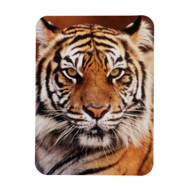 Ímã Tigre-de-sumatra (Vertical)