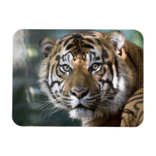 Ímã Tigre-de-sumatra macho (Panthera tigris sumatrae)