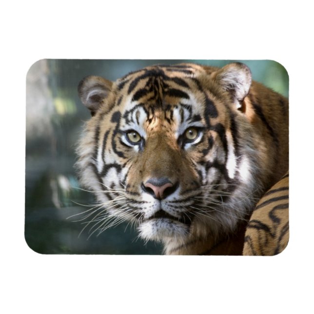 Ímã Tigre-de-sumatra macho (Panthera tigris sumatrae) (Horizontal)
