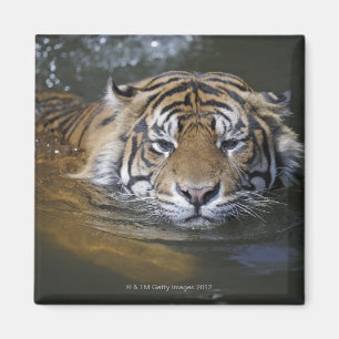 Imã Tigre de Sumatran, sumatrae de tigris do Panthera