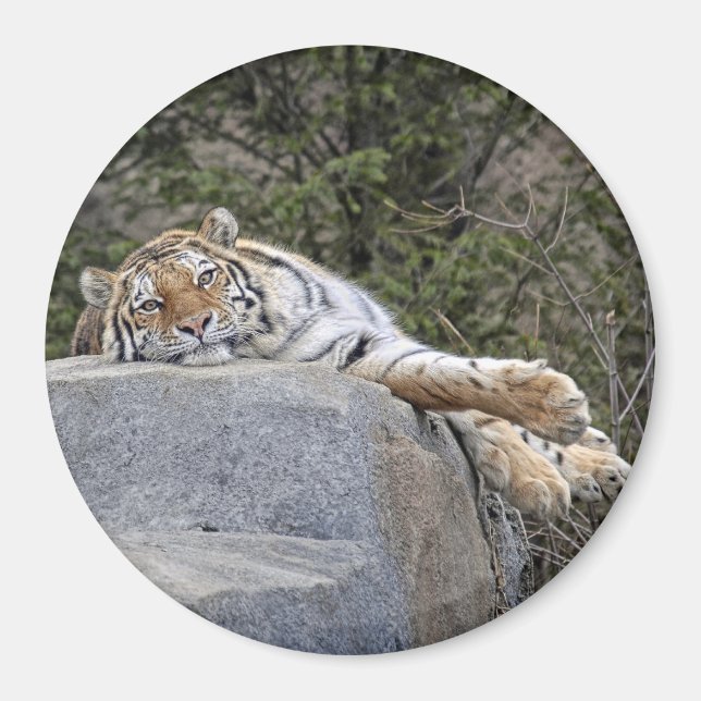 Imã Tigre "Dia Preguiçoso" Magnet (Frente)
