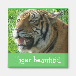 Imã Tigre do ímã bonito