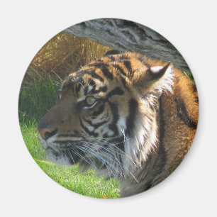 Imã Tigre do tigre