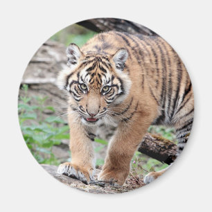Imã Tigre fotográfico do Magnet, animais 1. ímã