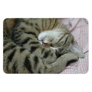 Ímã Tigre-Gato