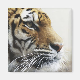 Imã Tigre. Jardim zoológico de Asahiyama, Hokkaido,