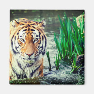 Imã Tigre Magnet