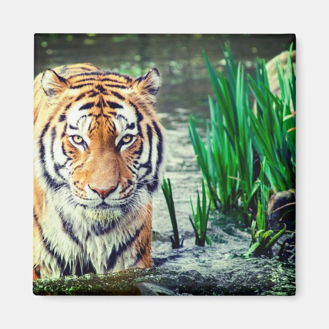 Imã Tigre Magnet (Frente)