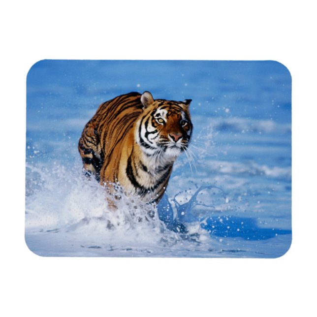 Ímã Tigre Magnet (Horizontal)