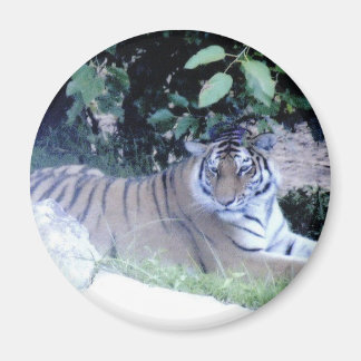 Imã Tigre Magnet