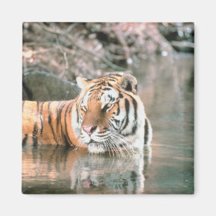 Imã Tigre no córrego
