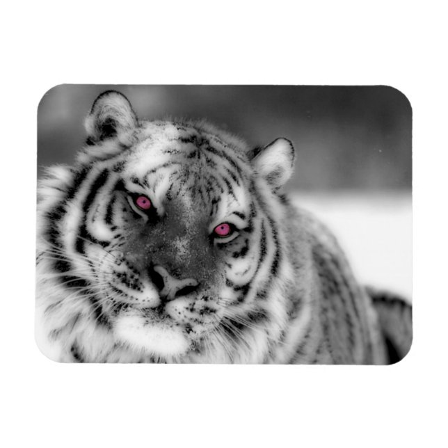 Ímã Tigre Olhado Rosa (Horizontal)