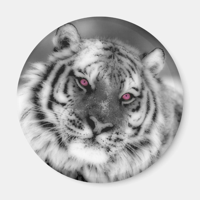 Imã Tigre Olhado Rosa (Frente)