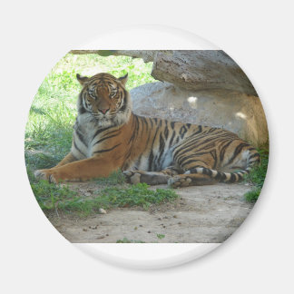 Imã Tigre, Royal Bengal tigre