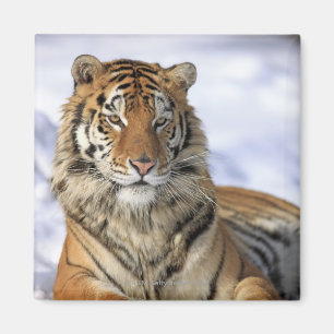 Imã Tigre Siberian, altaica de tigris do Panthera,