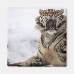 Imã Tigre Siberian (altaica de tigris do Panthera)