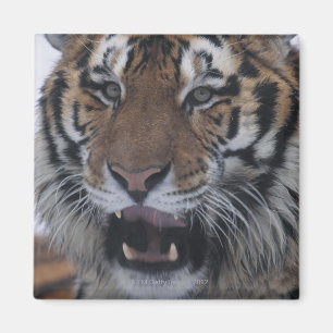 Imã Tigre Siberian que boceja