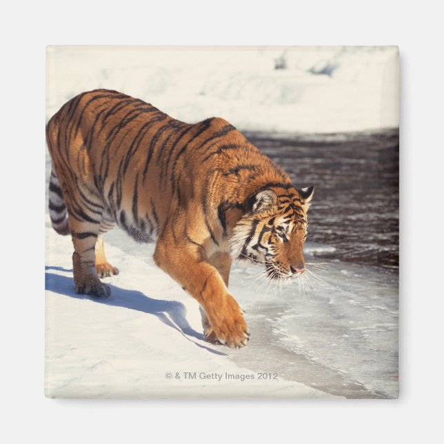 Imã Tigre siberiano (Frente)