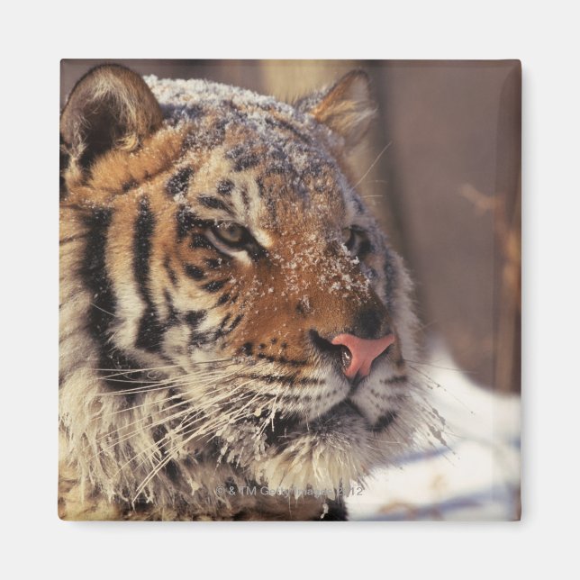 Imã Tigre siberiano (Frente)